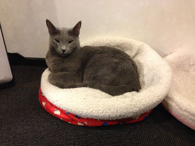 Calico Cat Cafe Play and Dine With The Cutest Cats in Shinjuku, Tokyo